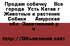 Продам собачку  - Все города, Усть-Катав г. Животные и растения » Собаки   . Амурская обл.,Завитинский р-н